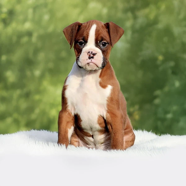 Vendita Boxer di razza