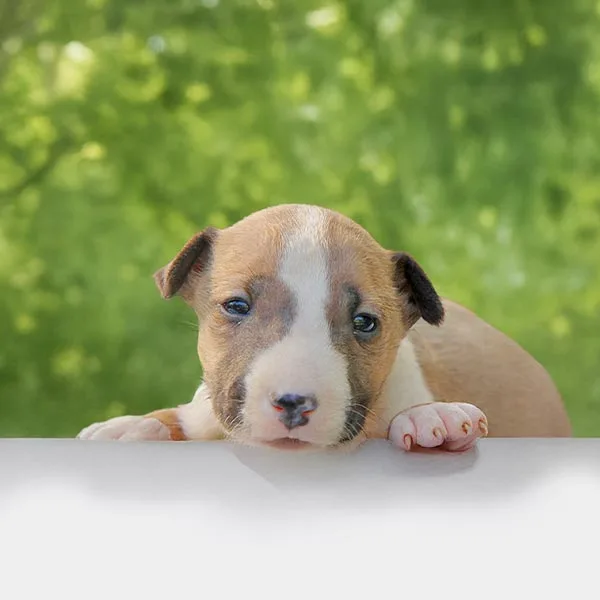 Vendita Bull Terrier