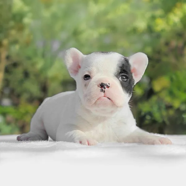 Vendita Bulldog Francese