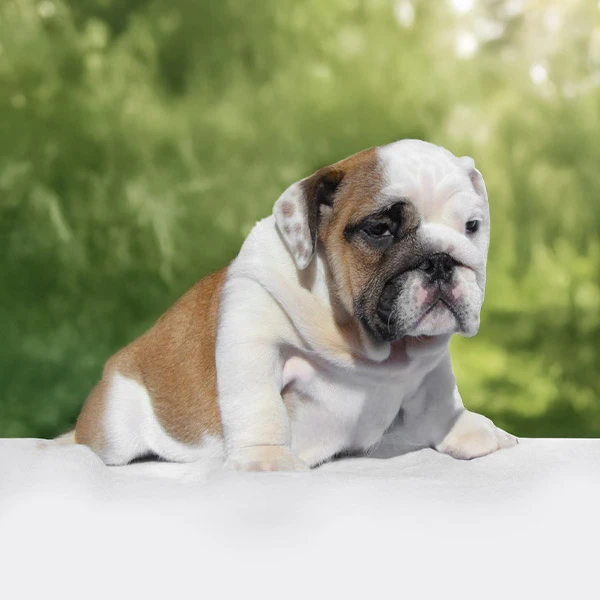 Vendita Bulldog Inglese