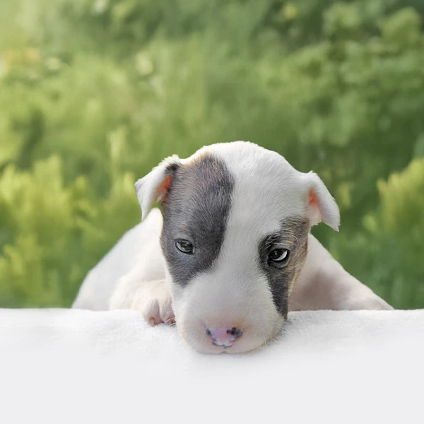 Vendita Bull Terrier Miniature