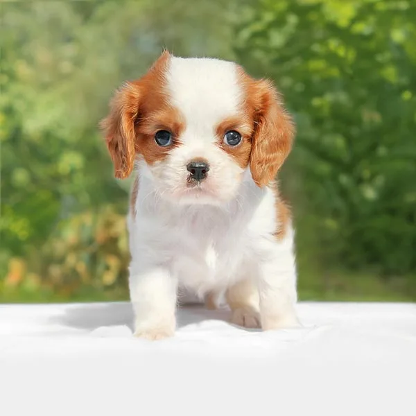 Vendita Cavalier King