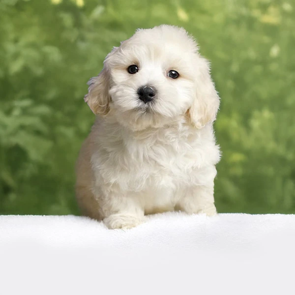 Vendita Cavapoo
