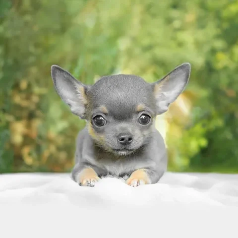 Vendita Chihuahua