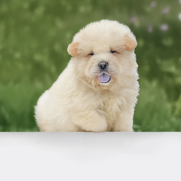 vendita Chow Chow