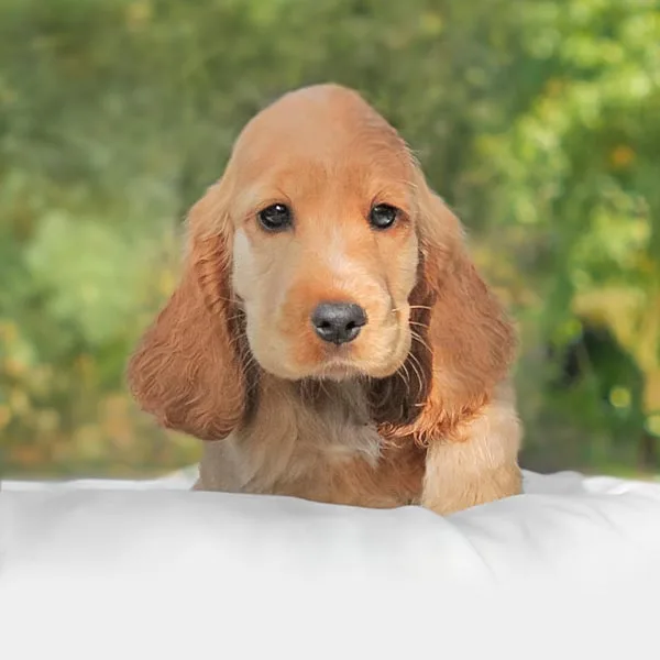 Vendita Cocker Cuccioli