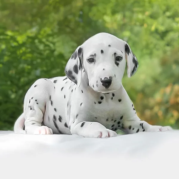 Vendita Dalmata Cuccioli