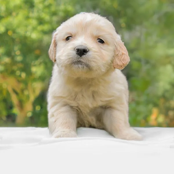 Vendita Golden Retriever Cuccioli