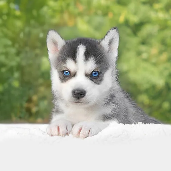 Vendita husky cuccioli