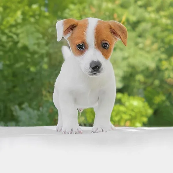 Vendita Jack Russell