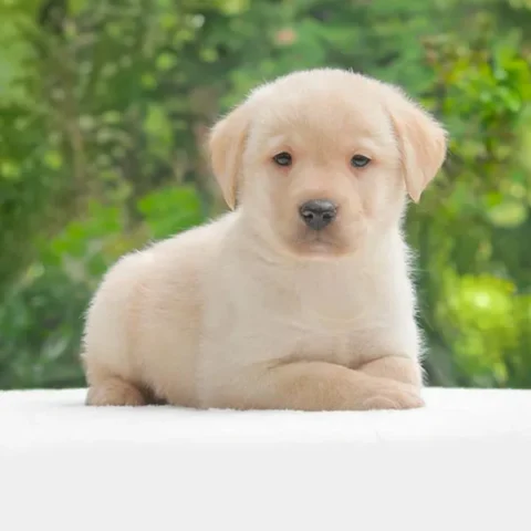Vendita Labrador