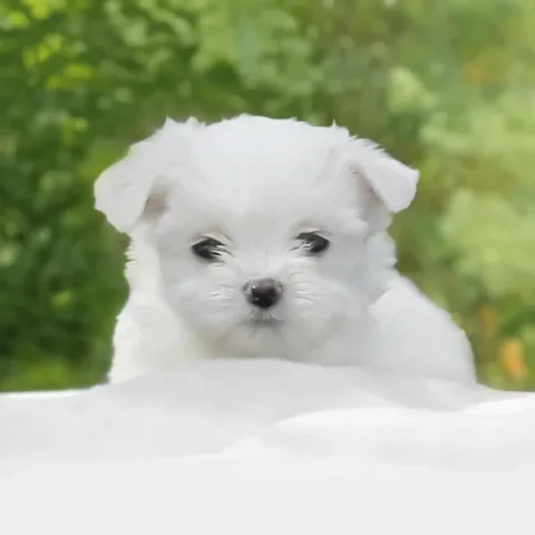 Vendita Maltese