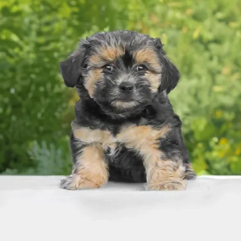 vendita Maltipoo