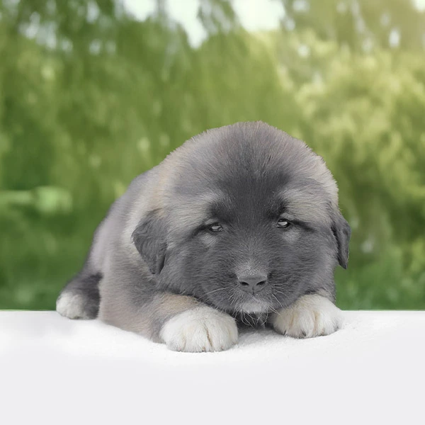 Vendita Pastore del Caucaso