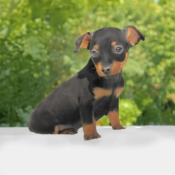 Vendita pinscher nano