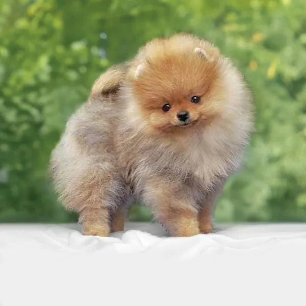 Vendita Volpino di Pomerania