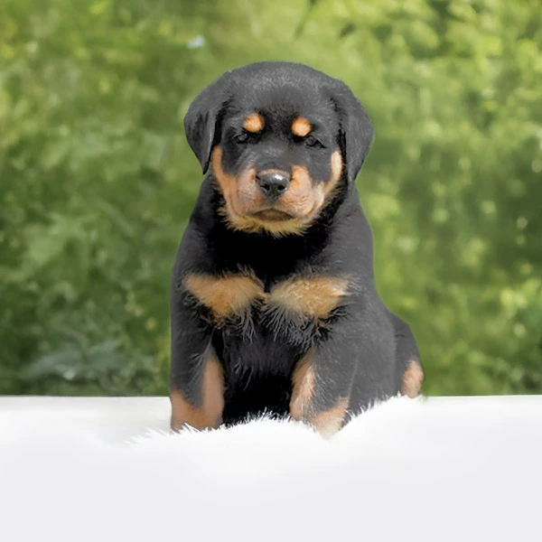 vendita Rottweiler