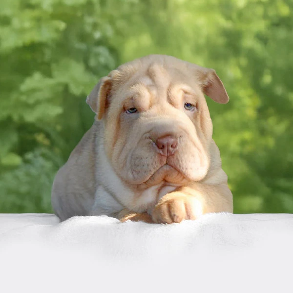 Vendita Cuccioli Shar Pei