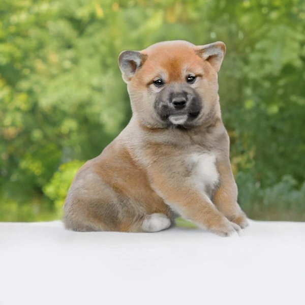 Vendita Shiba Inu