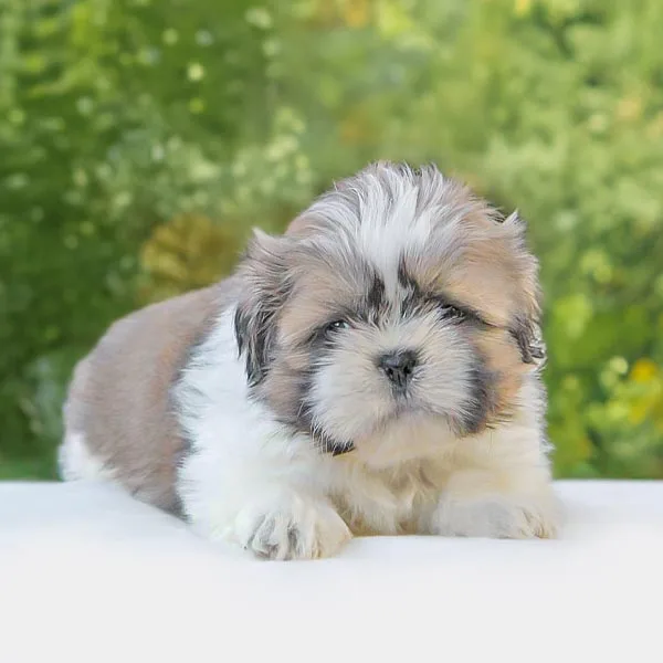 Vendita Shih Tzu