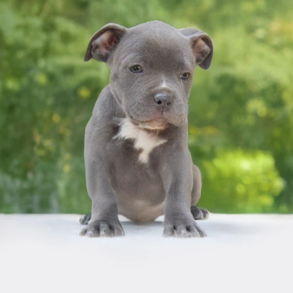 Vendita Staffy