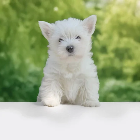 Vendita Westie