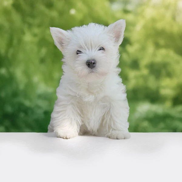 Vendita Westie