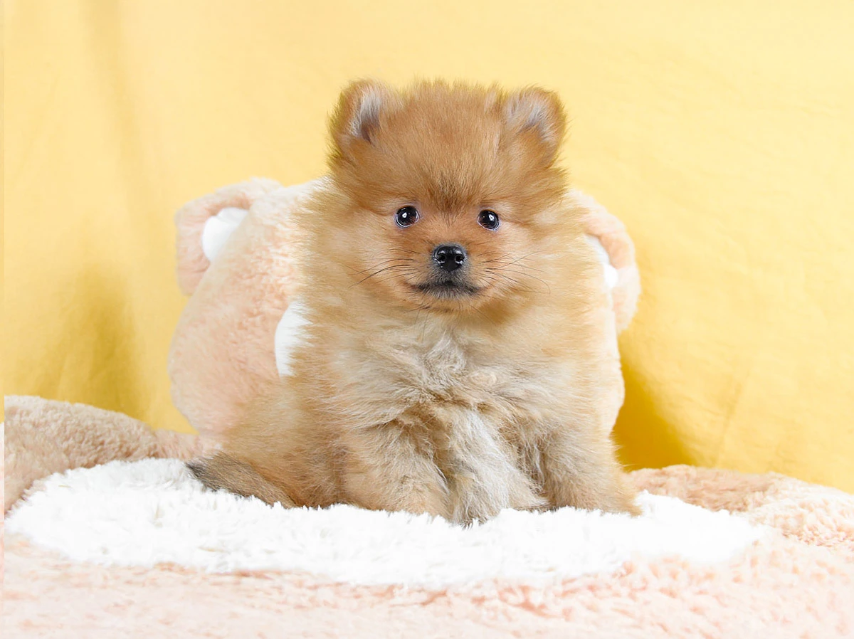 Allevamento di Volpino di Pomerania