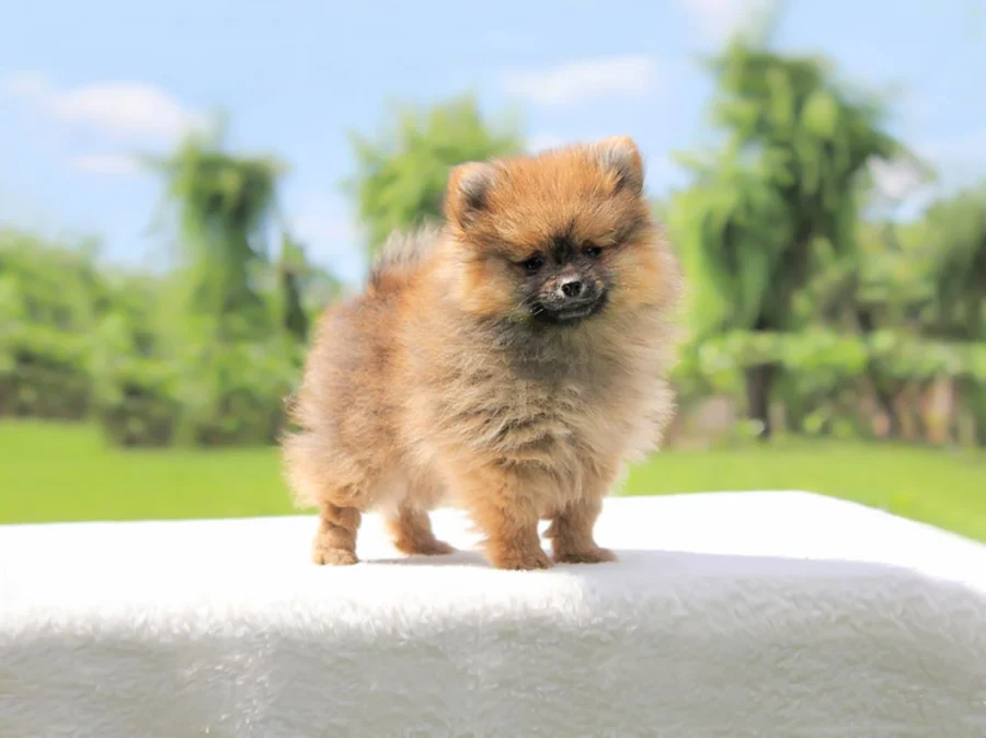 Volpinodipomerania Toby