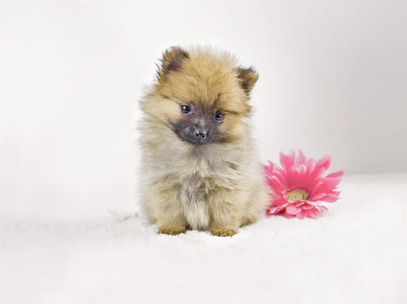 Volpinodipomerania Chantal