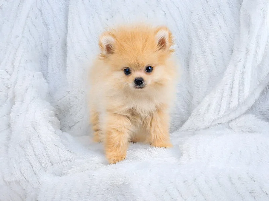 Volpinodipomerania Tino