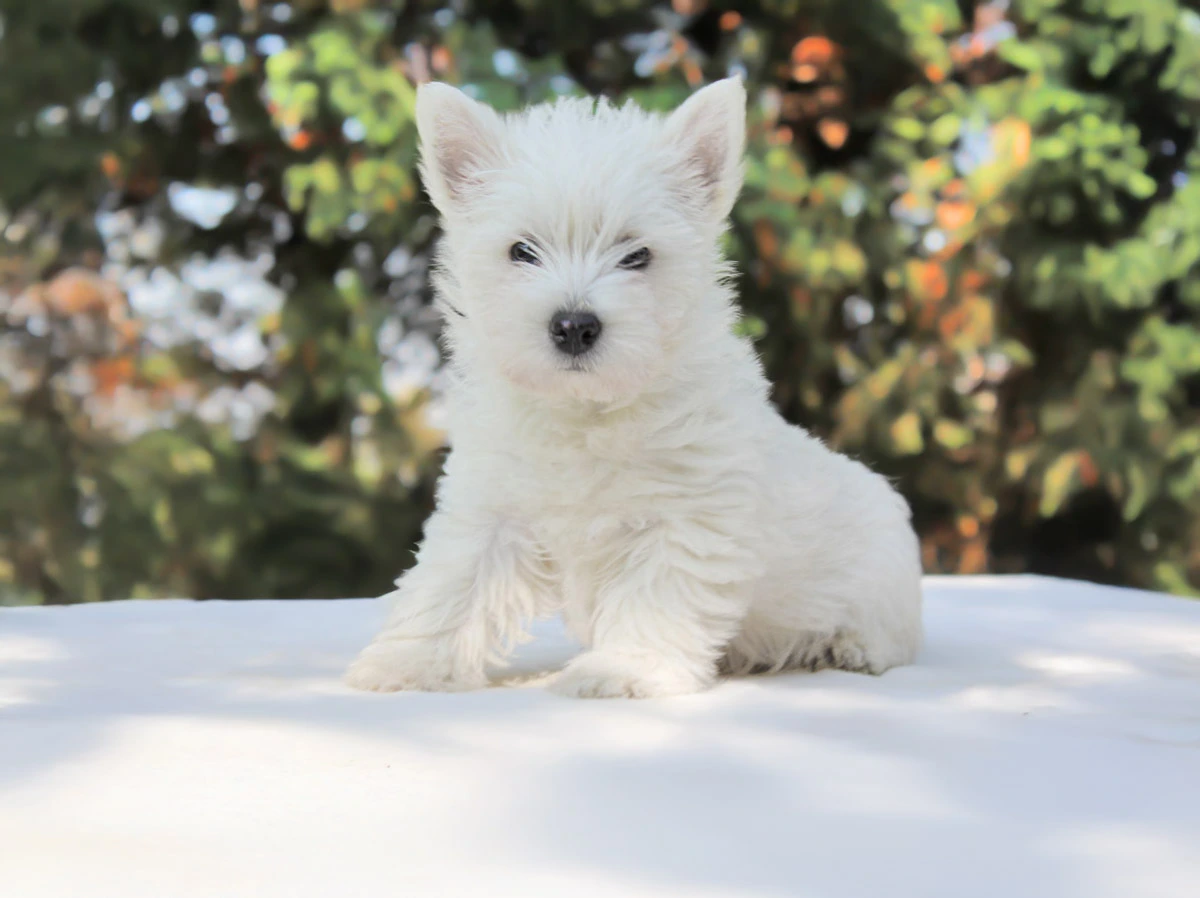 Vendita Westie Cuccioli