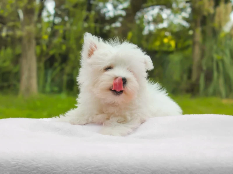 Allevamento Westie