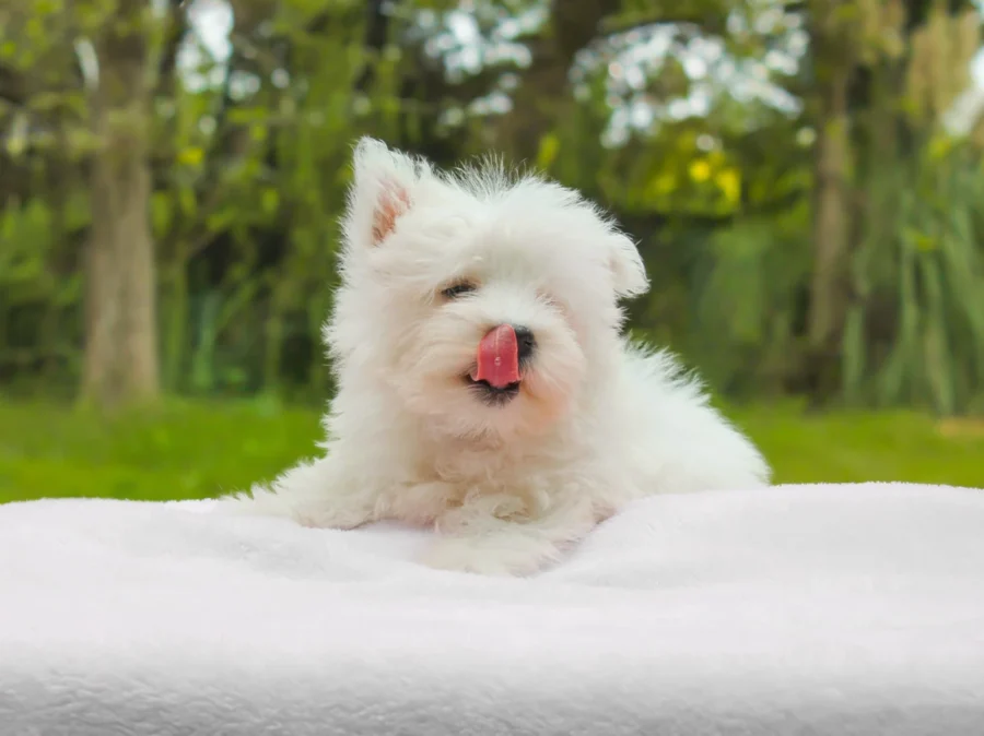 Allevamento Westie