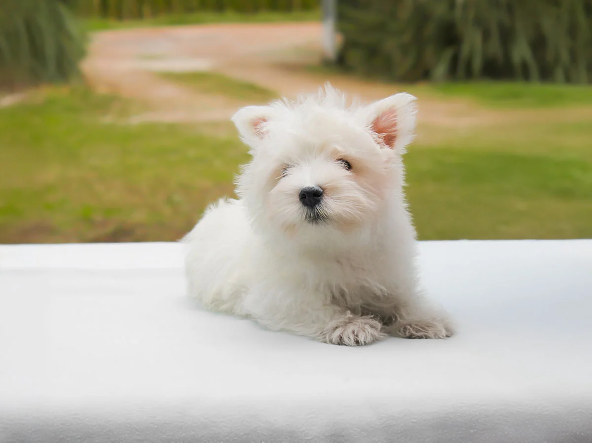 Allevamento Westie Milano