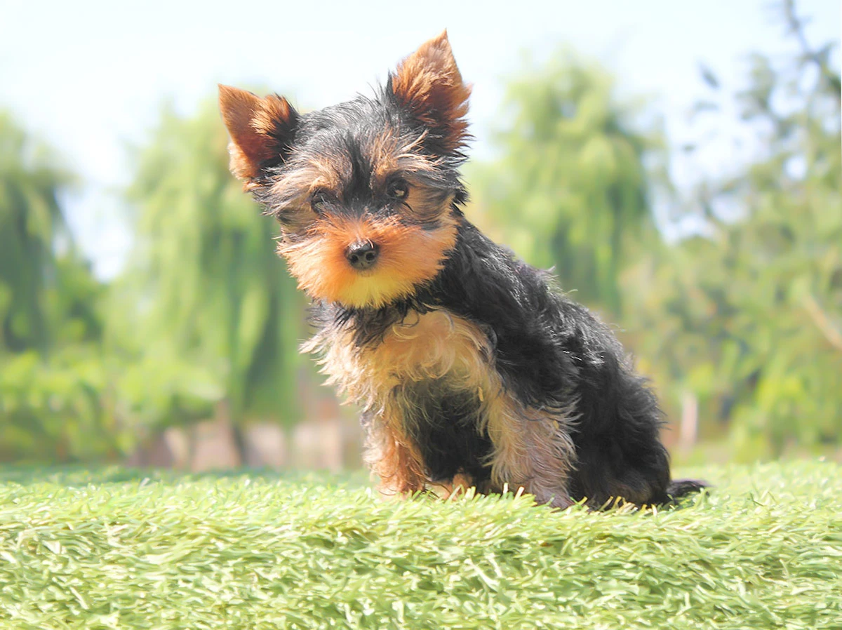 Cuccioli di Yorkshire in vendita