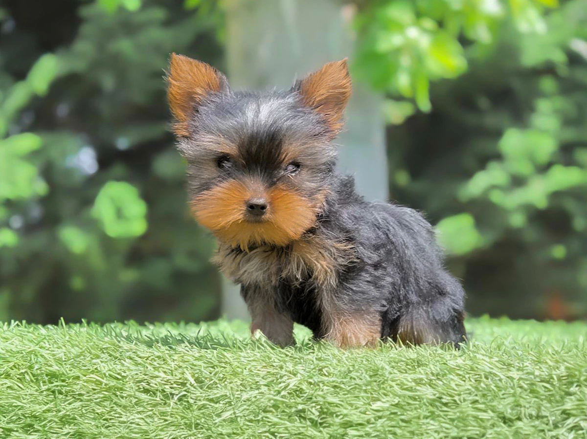 Allevamento Yorkshire