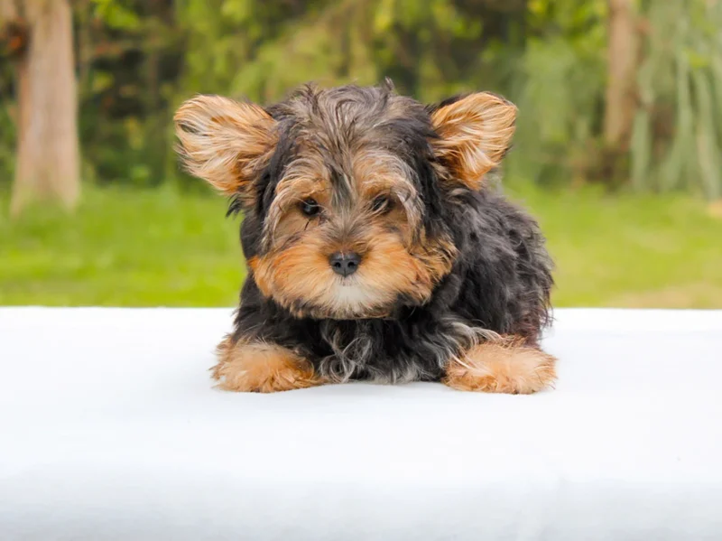 Yorkshire Oliver