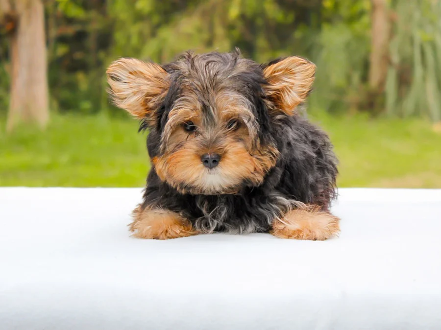 Yorkshire Oliver