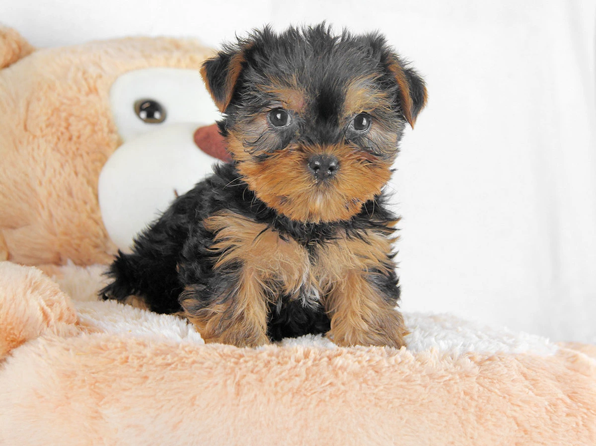 vendita yorkie Milano